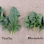 สปินิส ไวรอฟเลย์ - Viroflay Spinach