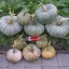 ฟักทองควีนแลนด์บูล - Queensland Blue Pumpkin