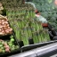 หน่อไม้ฝรั่ง พันธุ์เมรี่ วอชิงตัน - Mary Washington Asparagus