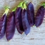 ถั่วลันเตาสีม่วง - Purple Magnolia Snap Pea seed 20 เมล็ด
