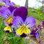 ดอกไวโอล่า คละสี - Helen Mount Johnny Jump Up Viola Pansy Flower