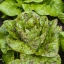 สลัด ฟรีคเคิล - Freckles Lettuce