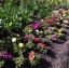 ดอกแพรเซียงไฮ้ ดอกซ้อนคละสี - Portulaca Double Mix