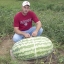 แตงโมยักษ์แคโรไลน่า - Carolina Giant Watermelon