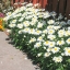 ดอกเดซี่ ซิลเวอร์ปริ้นเซส - Silver Princess Shasta Daisy
