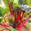 (Whole 1 Oz) สวิสชาร์ตสีแดง - Ruby Red Swiss Chard