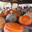 ฟักทองยักษ์ พันธุ์แอตแลนติก - Atlantic Giant Pumpkin