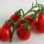 มะเขือเทศลูกแพร สีแดง - Red Pear Tomato