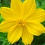 ดาวกระจายสีเหลือง - Yellow Cosmos Flower