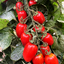 เมล็ดพันธุ์ มะเขือเทศ จูเลียต - Juliet Tomato F1 Seed