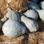 ฟักทองบลูฮับบาร์ด - Blue Hubbard Pumpkin