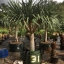 ต้นจันผามังกร - Dragons Tree