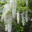 วิสทีเรียสีขาว - White Wisteria
