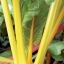 สวิสชาร์ต สีเหลือง - Golden Swiss Chard