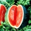 แตงโม ฟอริด้าใจแอ้น - Florida Giant Watermelon