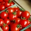 มะเขือเทศ เชอรี่สวีทตี้ - Cherry sweetie Tomato