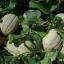 เมล่อน เฮลเบส จัมโบ้ - Hale's Best Jumbo Melon