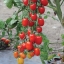 มะเขือเทศ องุ่นแดง - Red Grape F1 Tomato