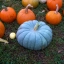 ฟักทองควีนแลนด์บูล - Queensland Blue Pumpkin