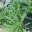 ไวด์ ล็อคเก็ต - Wild Rocket