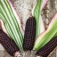 ข้าวโพดด่าง จาโปนิก้า - Japonica Striped Ornamental Corn