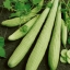 แตงกวายาว - Armenian Yard long Cucumber