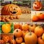 ฟักทองฮาโลวีน พันธุ์แจ๊ค - JACK O LANTERN PUMPKIN