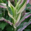 ข้าวโพดด่าง จาโปนิก้า - Japonica Striped Ornamental Corn