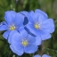บลูเฟล็กซ์ - Blue Flax Flower