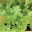 ผักสลัดโบว์ลเขียว - White Salad Bowl Lettuce