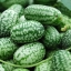 แตงกวาจิ๋วเม็กซิกัน - Mexican sour gherkin