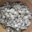 (Whole 1 Oz) ทานตะวันแมมมอธ - Mammoth Grey Stripe Sunflower