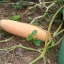 (Whole 1 oz) ฟักทองกล้วยสีชมมพู - Pink Banana Squash