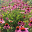 เมล็ดพันธุ์ โคนฟลาวเวอร์ - Purple Coneflower Seed