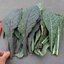 เมล็ดพันธุ์ เคลแดซลิ่งบูล - Dazzling Blue Kale Seed