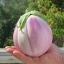 มะเขือโรซา - Rosa Bianca Eggplant