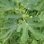 มะเดื่อฝรั่ง - Turkey Fig Fruit