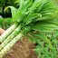 เมล็ดพันธุ์ สลัดต้น โอซุน - Spring Tower Celtuce
