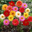 (Whole 1 Oz.) เมล็ดพันธุ์ ดอกรักเร่เตี้ย - Dwarf Dahlia Flower Mix seed