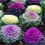 ปูเล่ประดับ คละสี - Mix Ornamental Cabbage