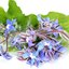 โบราจ - Borage (ดอกใบ กินได้ )