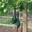 น้ำเต้าไดโนซอร์ - Dinosaur Gourd