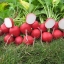 เรดิชเยอรมัน - German Giant Radish