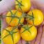 มะเขือเทศสีเหลือง - Golden Jubilee Tomato