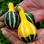ฟักทองประดับ แพร์ไบคัลเลอร์ - Pear Bi-Color Squash