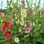 ดอกฮอลลี่ฮ็อคคละสี - Mixed Hollyhock Flower