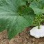 ฟักทองจานบินสีขาว - White Scallop Squash
