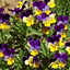 (Whole 1 Oz.) เมล็ดพันธุ์ ดอกไวโอล่า เฮเลนเม้าท์ - Helen Mount Johnny Jump-up Viola Seed