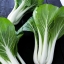 กวางตุ้งฮ่องเต้ก้านขาว - Canton Pak Choi