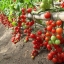 มะเขือเทศเชอรี่ลูกใหญ่ - Large Cherry Tomato